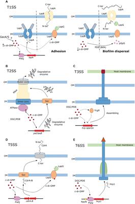 Regulation of Protein Secretion Systems Mediated by Cyclic Diguanylate in Plant-Interacting Bacteria